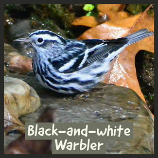 Black-and-white Warbler
